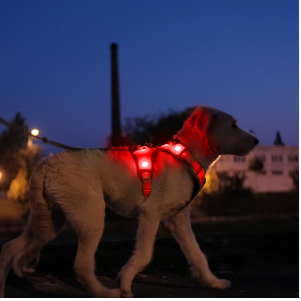 Harnais LED Sécurité Nuit pour Chien — Rechargeable, Anti-Traction, 3 Modes