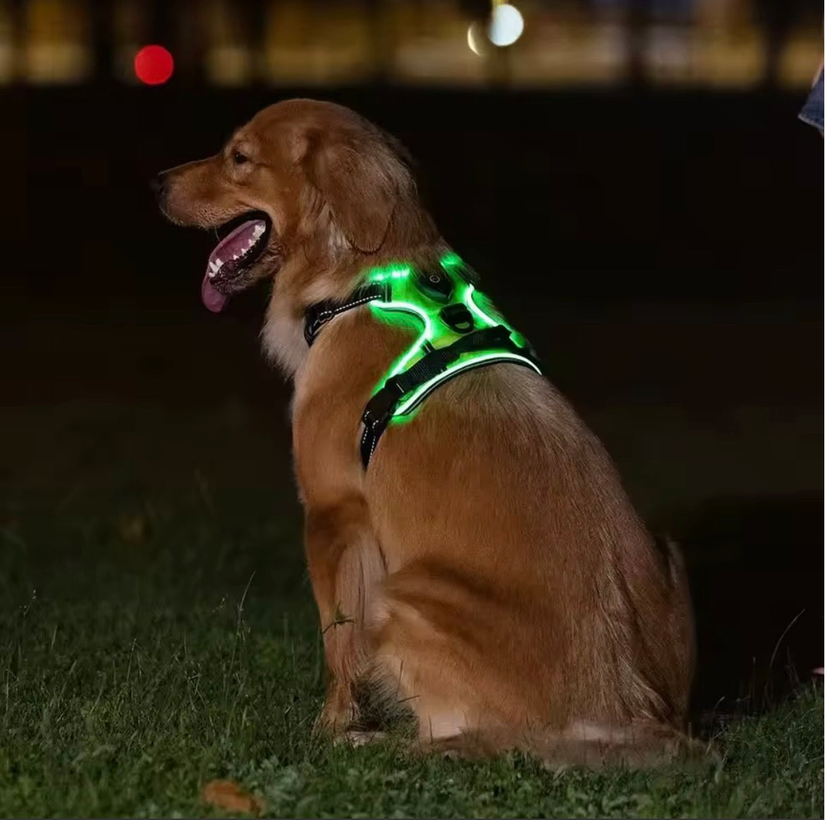 Harnais LED Sécurité Nuit pour Chien — Rechargeable, Anti-Traction, 3 Modes